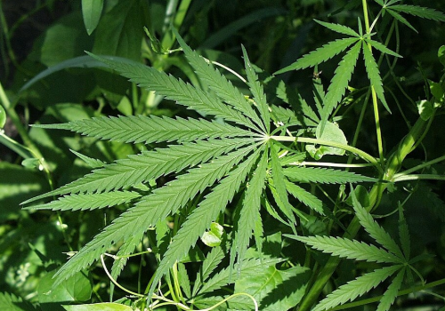 大麻真的对你有害吗? 加州医生想让你知道的